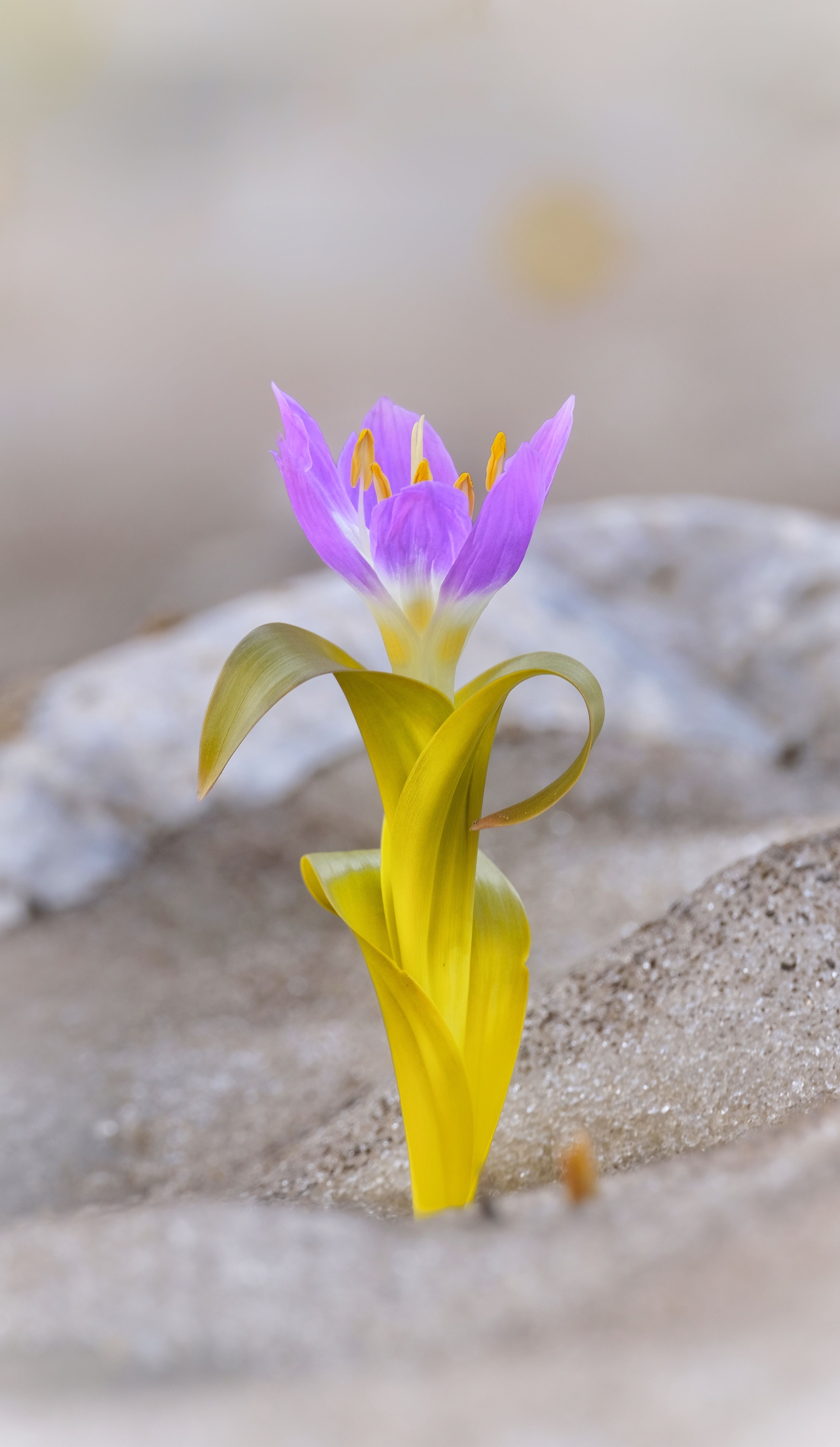 Fotomural Vibrante crocus púrpura de otoño (Colchicum) floreciendo en el terreno arenoso de Hakkâri, Turquía.