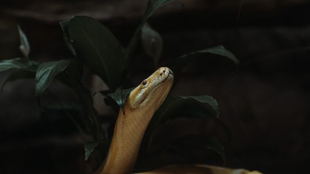 pythons photo