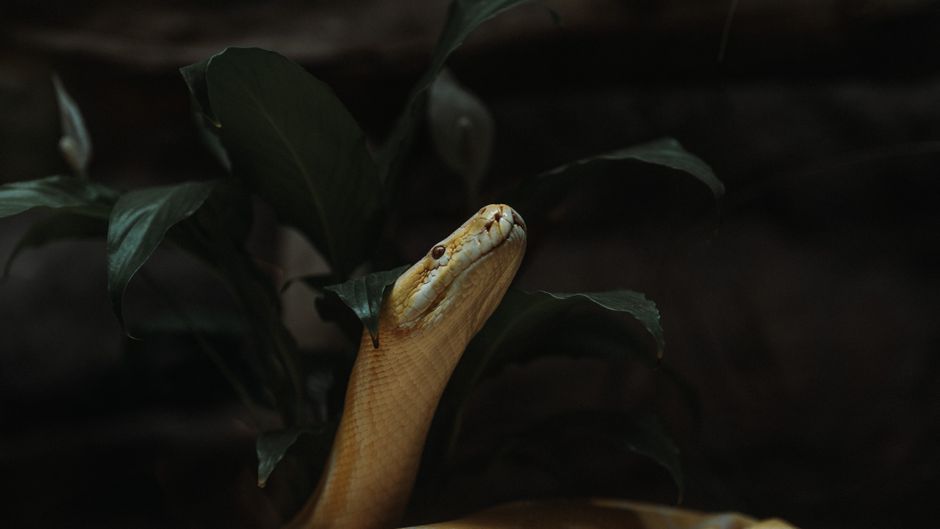 Python异步编程:掌握asyncio构建高性能应用插图