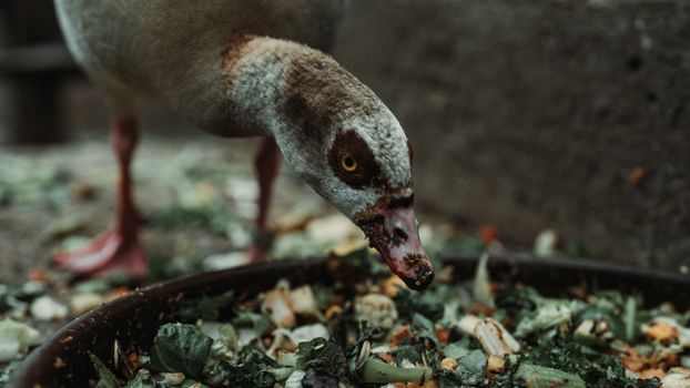 Wild Goose