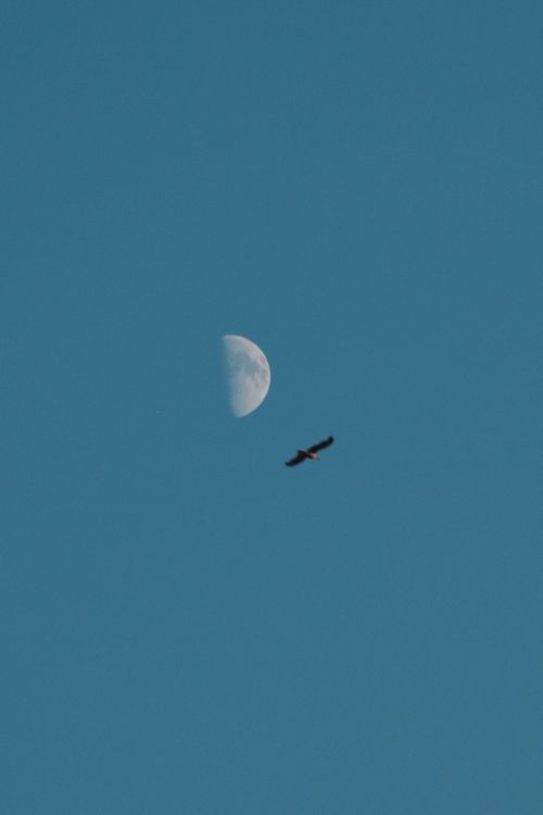 Free A lone bird flies past a daytime sky featuring a prominent half moon. Stock Photo