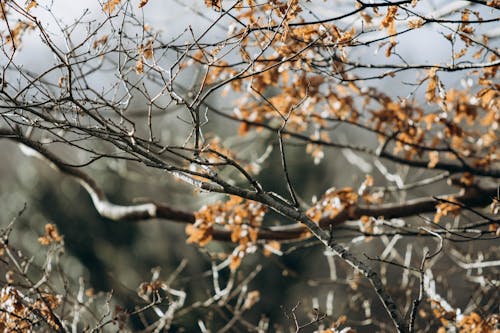 Foto stok gratis alam, cabang, Daun-daun