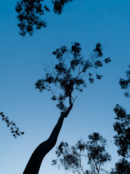 Foto profissional grátis de alto, árvore, aumento