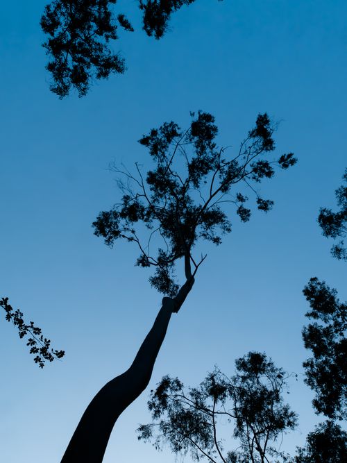 Free Tall tree silhouettes against a clear blue sky, showcasing nature's serene beauty. Stock Photo