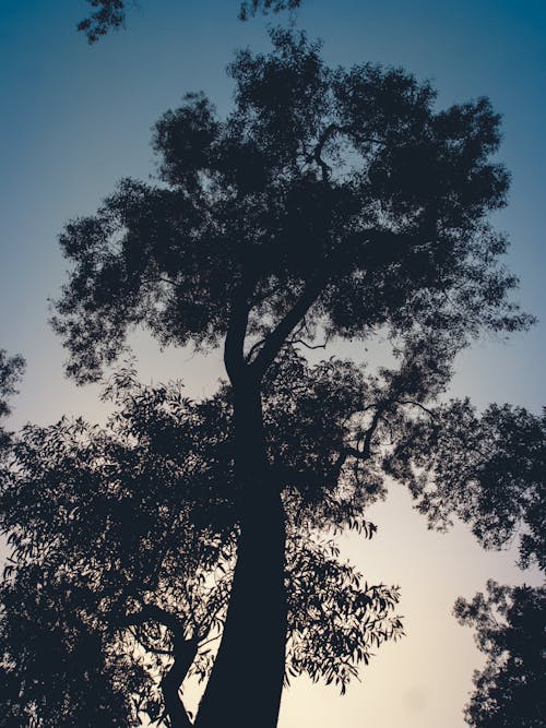 คลังภาพถ่ายฟรี ของ ต้นไม้, ตอนเย็น, ตะวันลับฟ้า