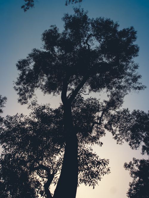 Free Silhouette of a towering tree against a vibrant twilight sky, showcasing natural beauty. Stock Photo