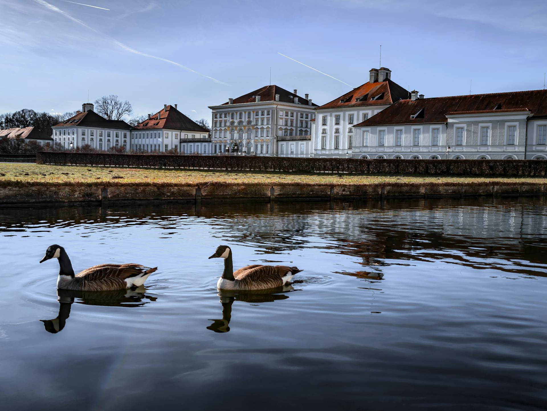 Pair of geese swimming in front of Nymphenburg Palace, München on a clear day.