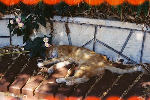 ネコ, バックライト付き, ベンチの無料の写真素材