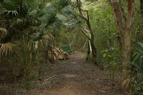叢林, 小路, 景觀 的 免費圖庫相片
