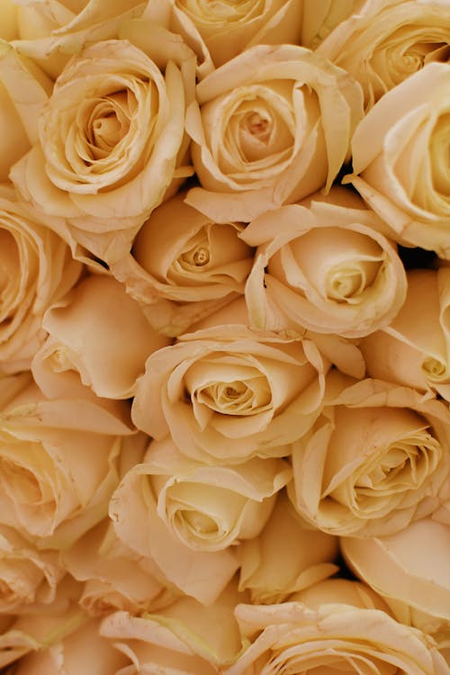 Close-up of a Bunch of Yellow Roses