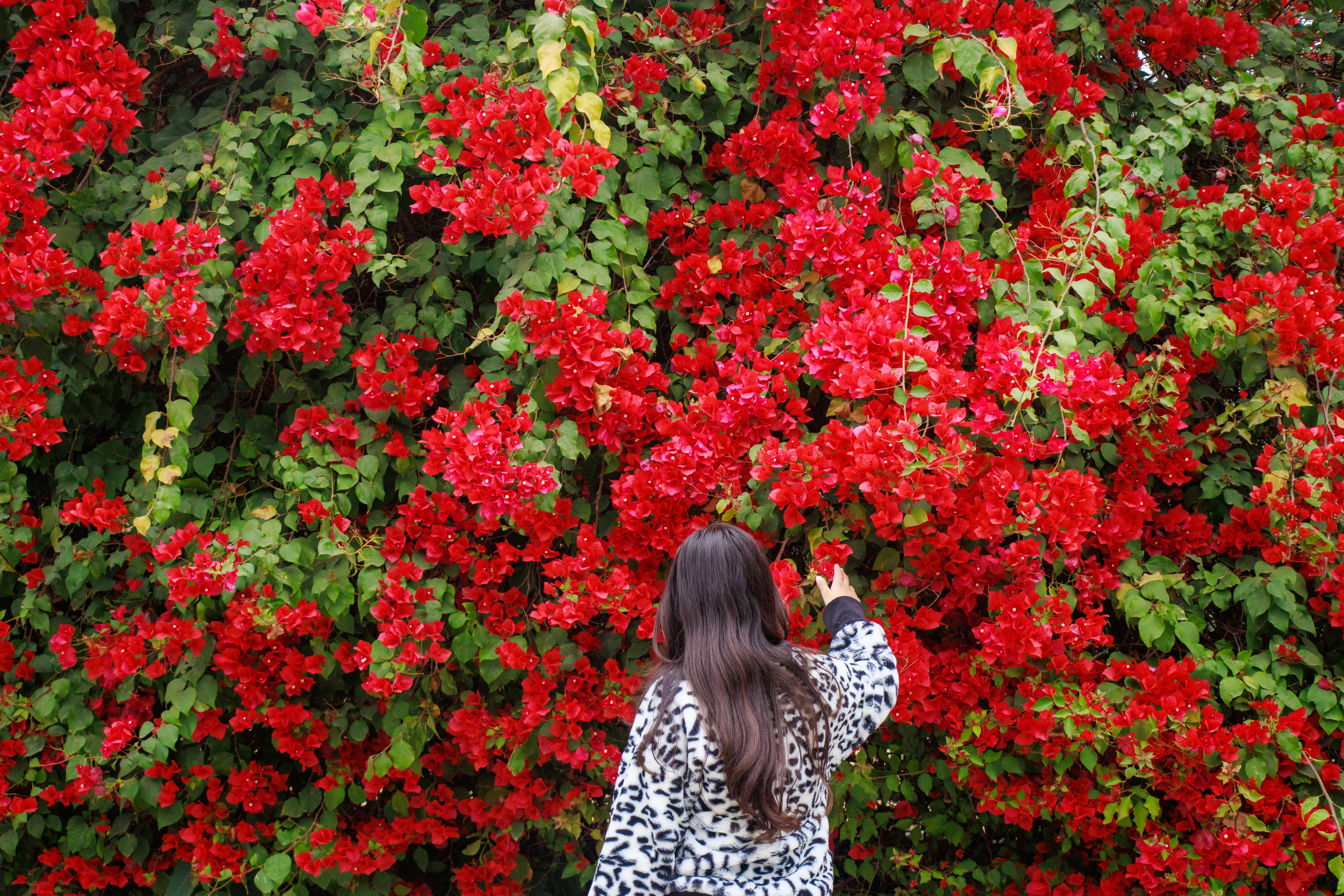 A woman reaches towards a lush bougainvillea covered in vibrant red blooms during daytime.