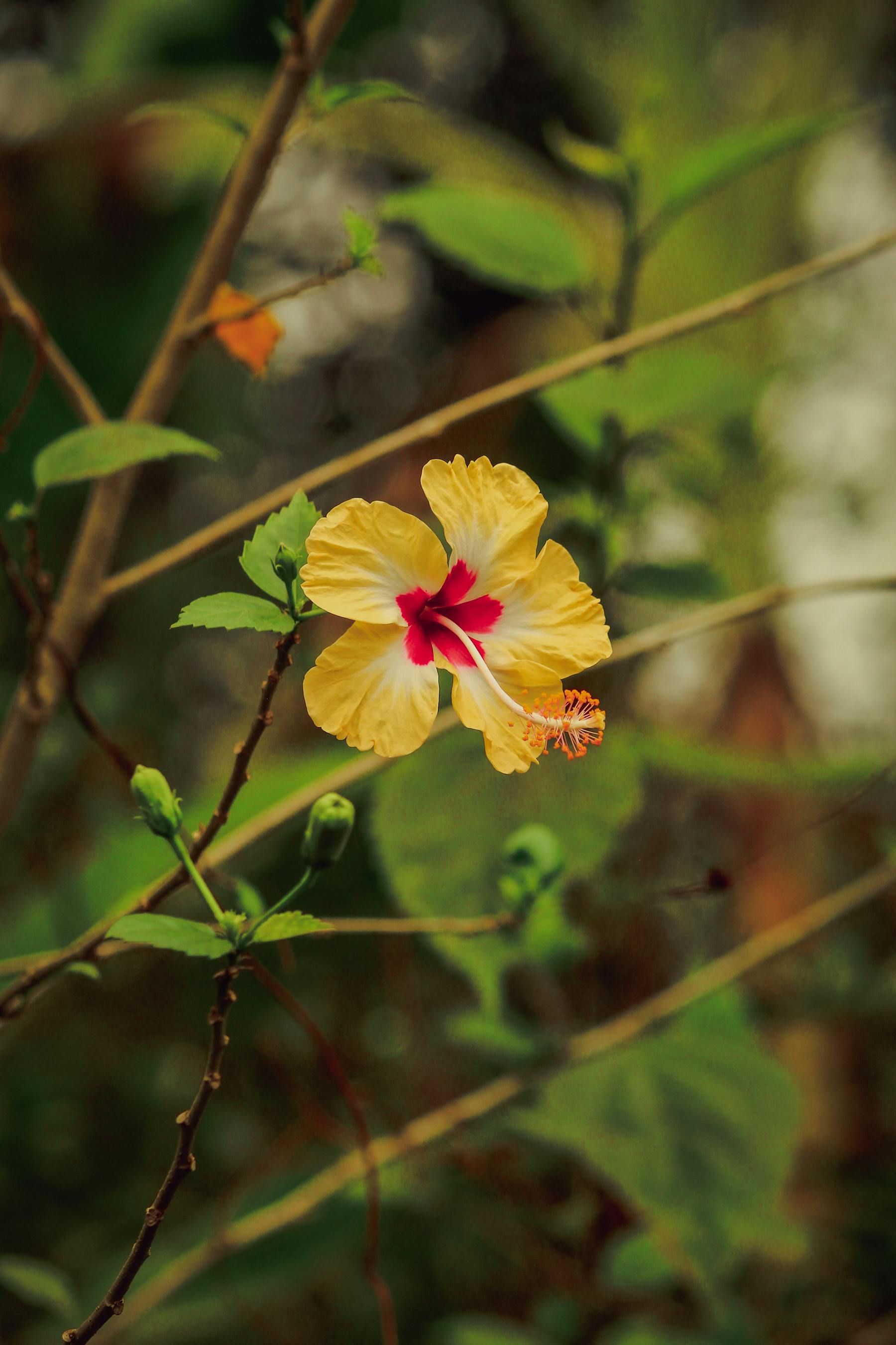 Close-up of a yellow hibiscus flower in a lush garden setting, showcasing its vivid colors.