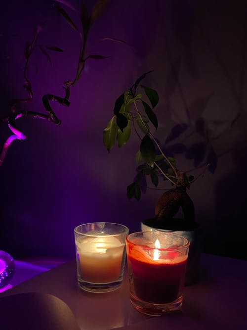 Burning Candles and a Plant Standing in a Room 