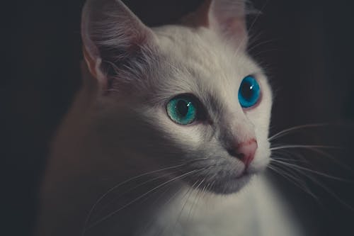 Free White Cat Stock Photo
