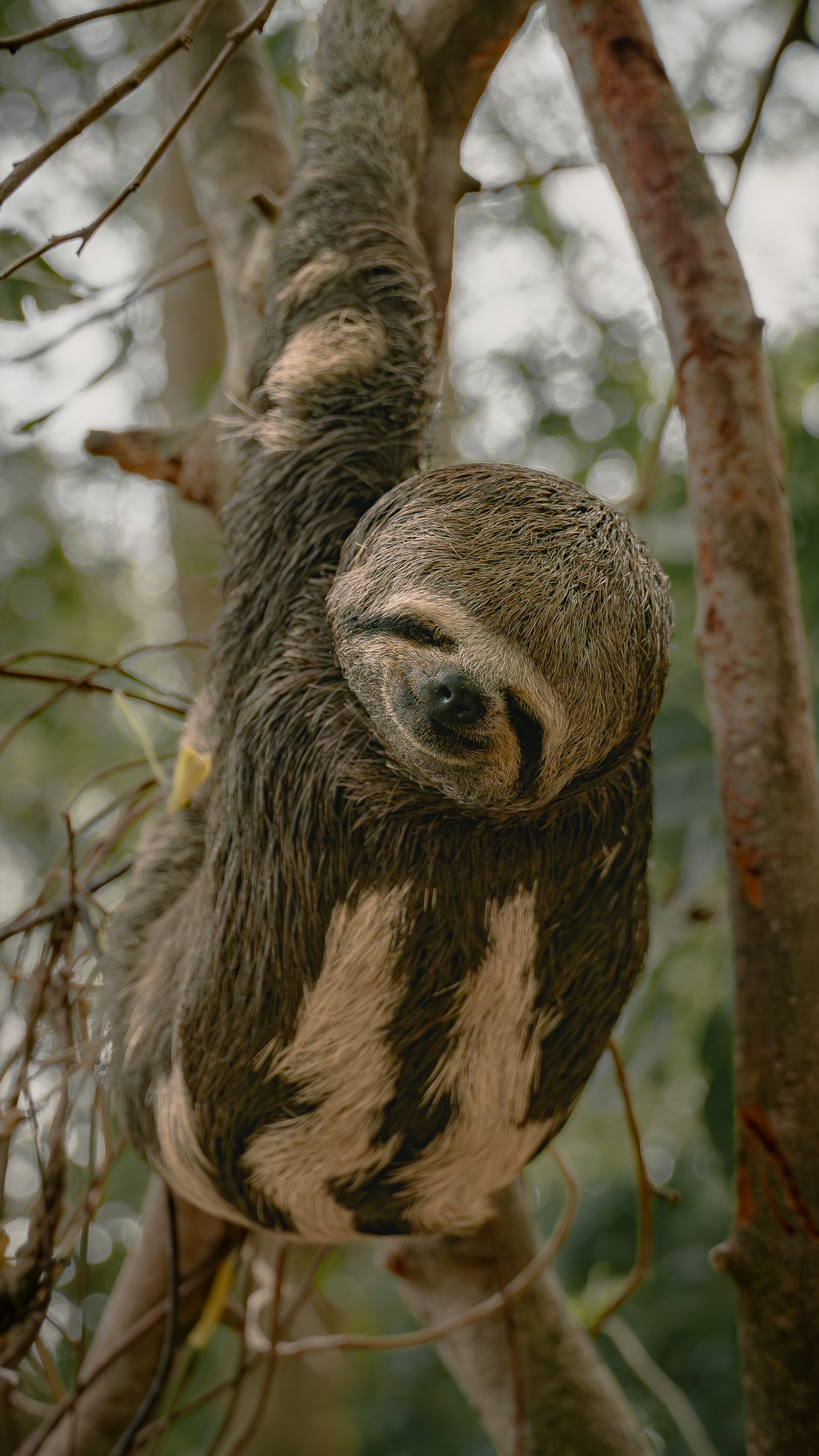 Three-toed sloth in a tree in Pucallpa