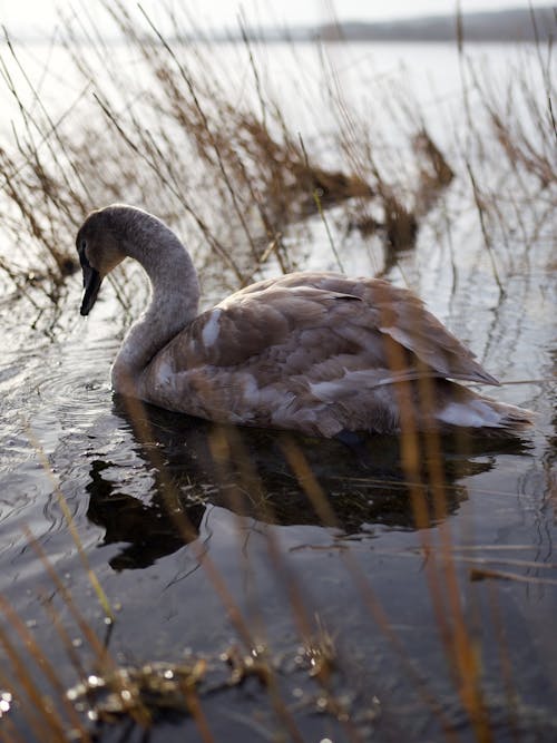 Foto d'estoc gratuïta de animal, gosa, llac