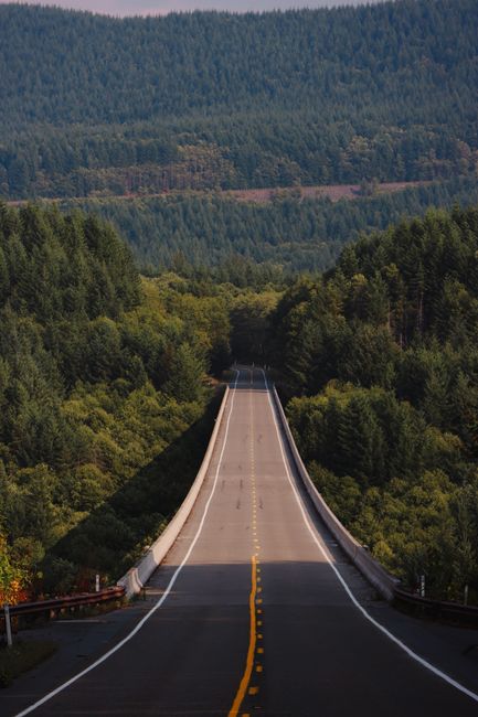 Explore the winding road through dense forests in Washington State, ideal for adventure travel.