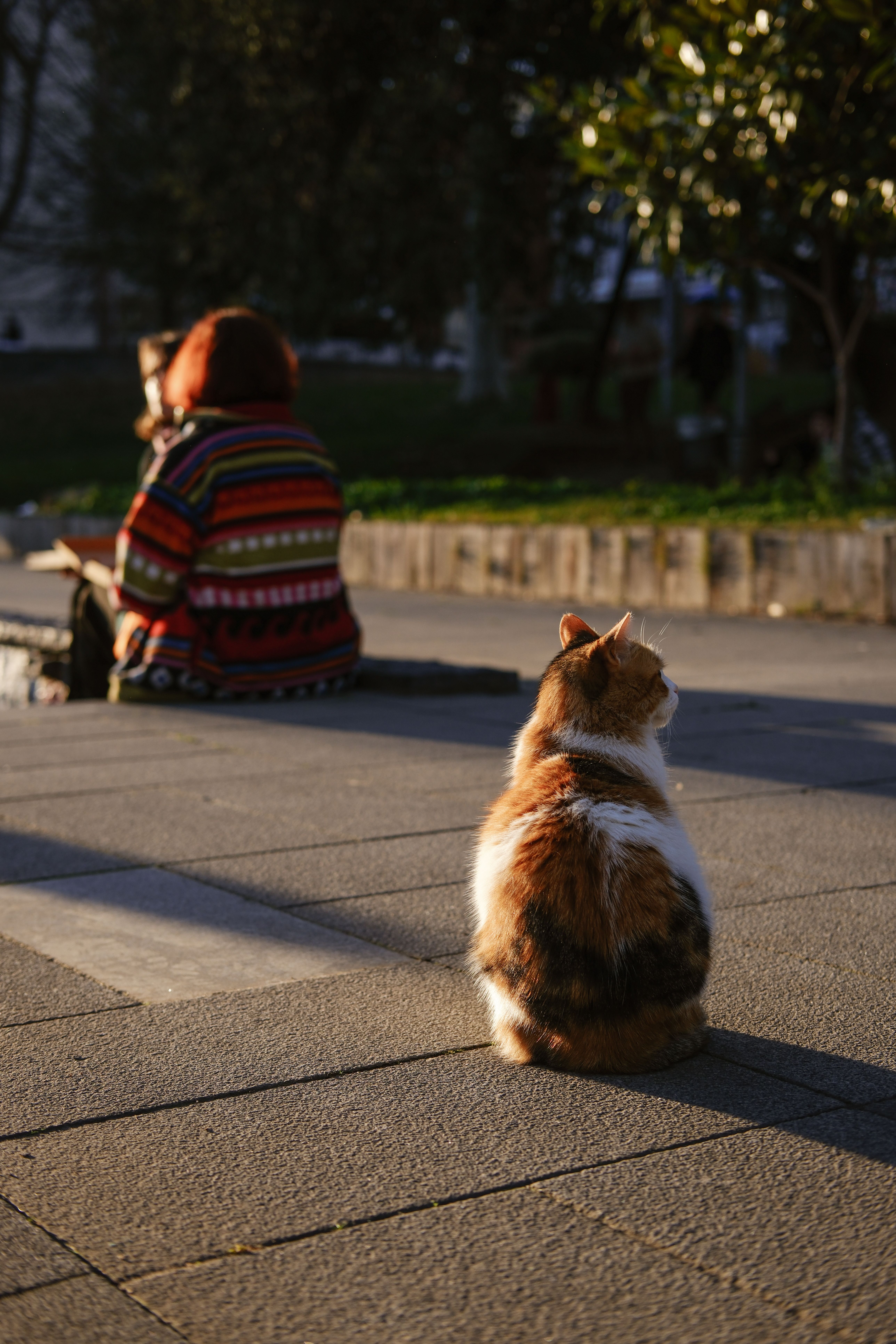 A Cat Sitting on a Pavement in Sunlight · Free Stock Photo