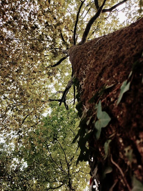 Darmowe zdjęcie z galerii z duże drzewo, liście, listowie