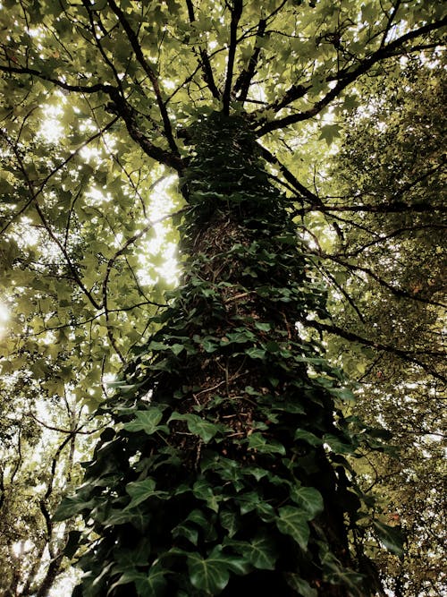 ローアングルショット, 垂直ショット, 木の無料の写真素材
