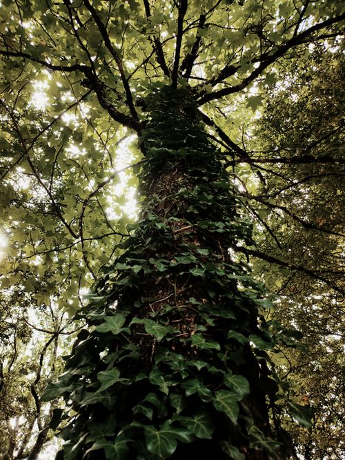 Free Vibrant view from the base of an ivy-covered tree reaching into the verdant forest canopy. Stock Photo