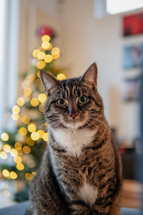 Gray Cat Sitting Against Blurred Christmas Tree