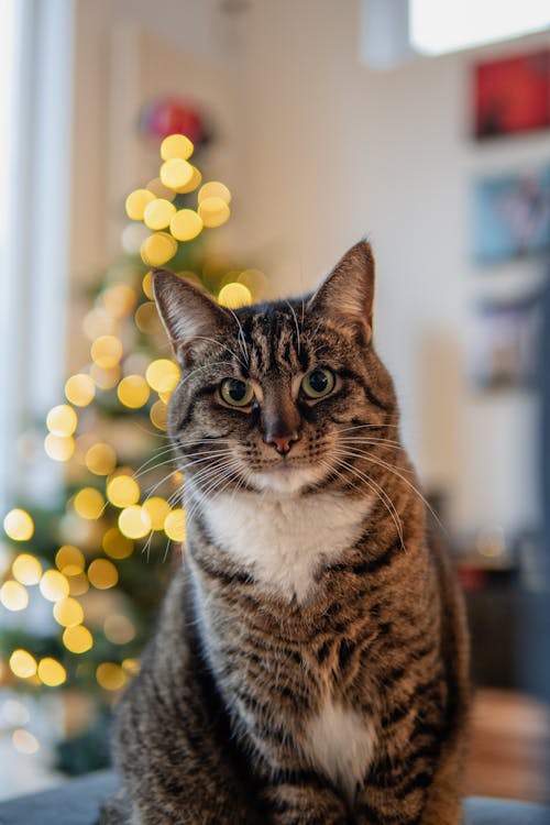 Foto profissional grátis de animal de estimação, bigodes de gato, bokeh