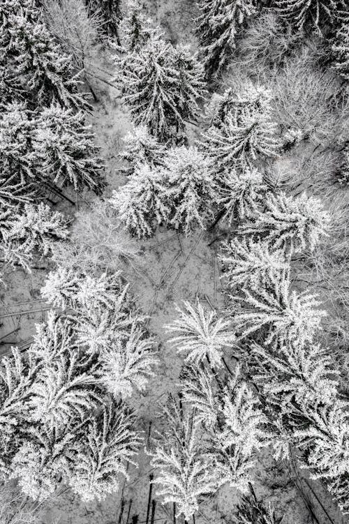 Snow-Covered Trees in Forest