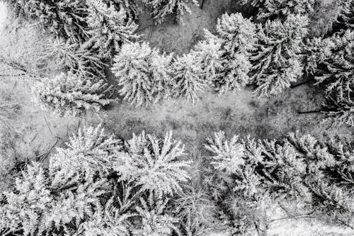 Top View of Frosty Trees in a Forest 