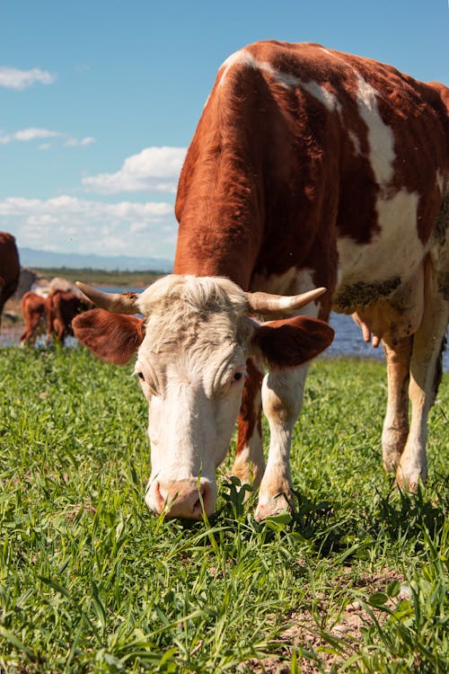 Gratis lagerfoto af dyrefotografering, græsgang, ko