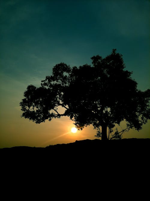 在樹下, 夕陽的光, 夕陽的顏色 的 免費圖庫相片