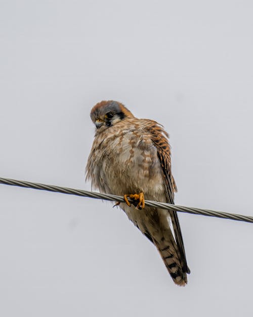 Falcon Perching on Wire