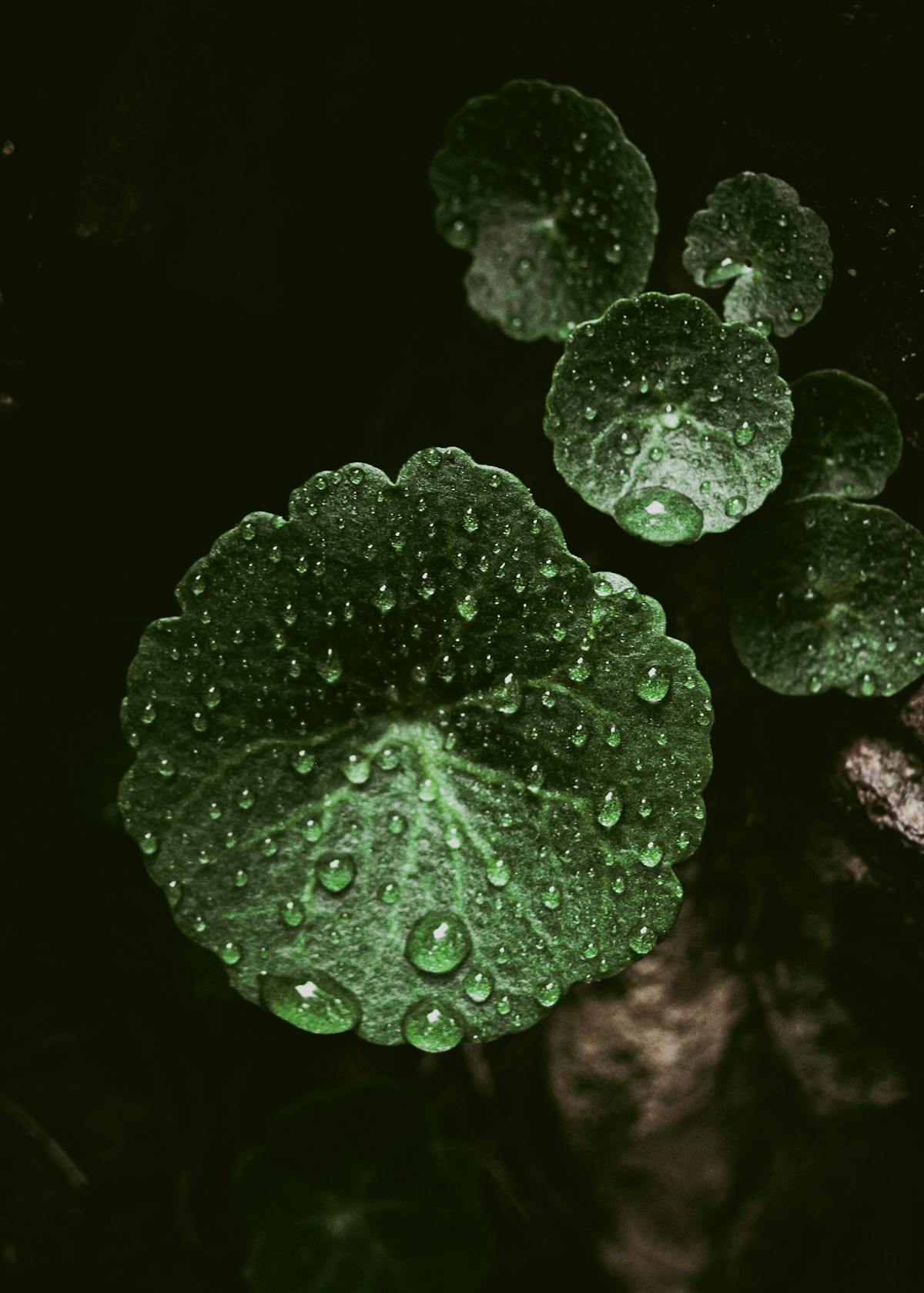 Vertical Rain Wallpaper Photos, Download The BEST Free Vertical Rain