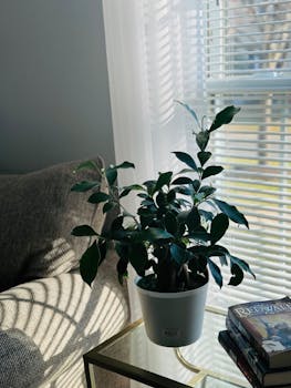Sunlit modern living room corner featuring a potted plant on a glass table with books.
