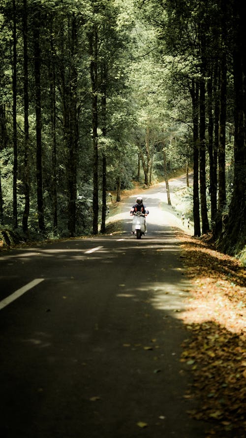 Fotos de stock gratuitas de bosque, carretera, conducción