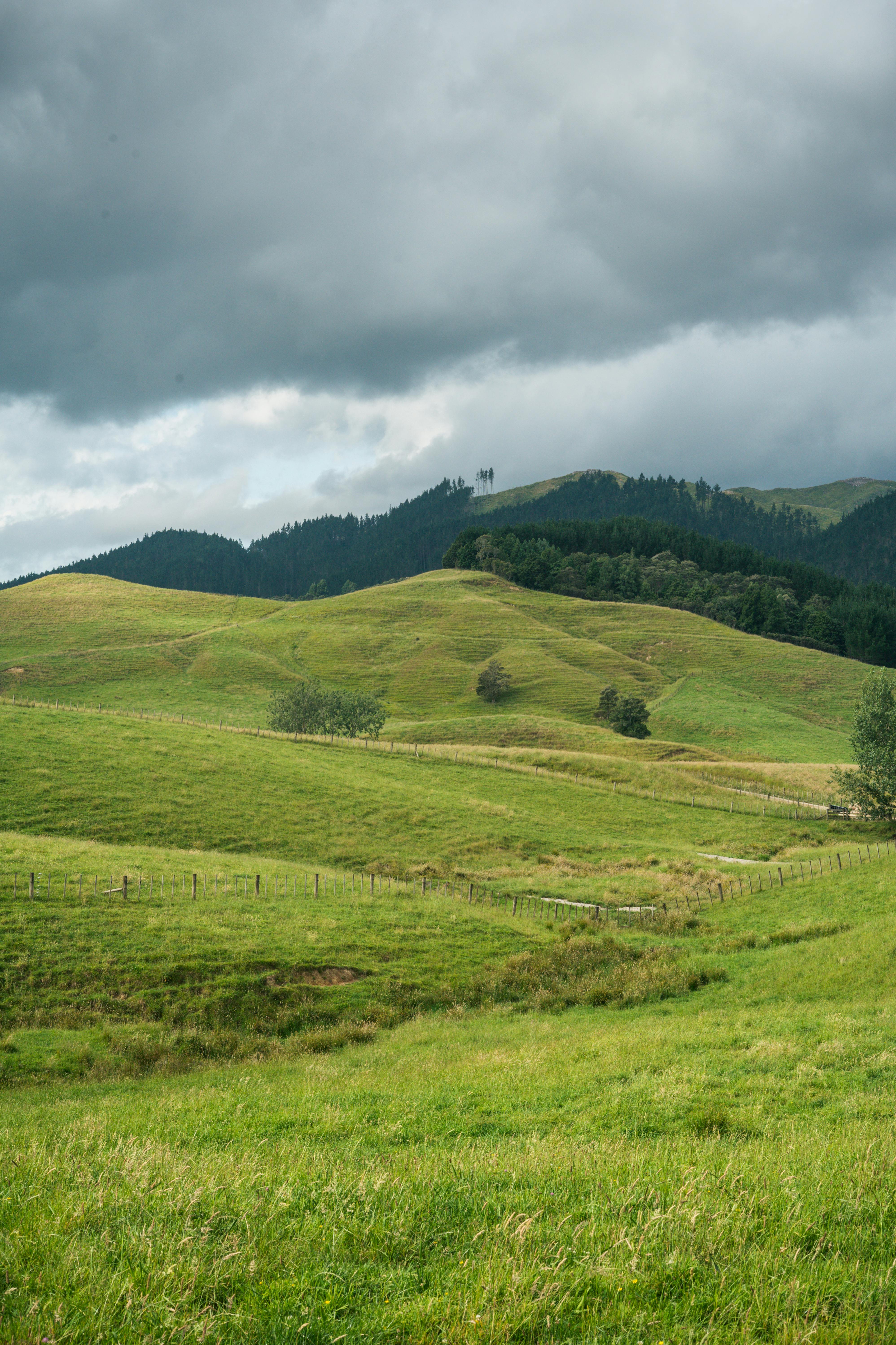 hunua new zealand grasslands