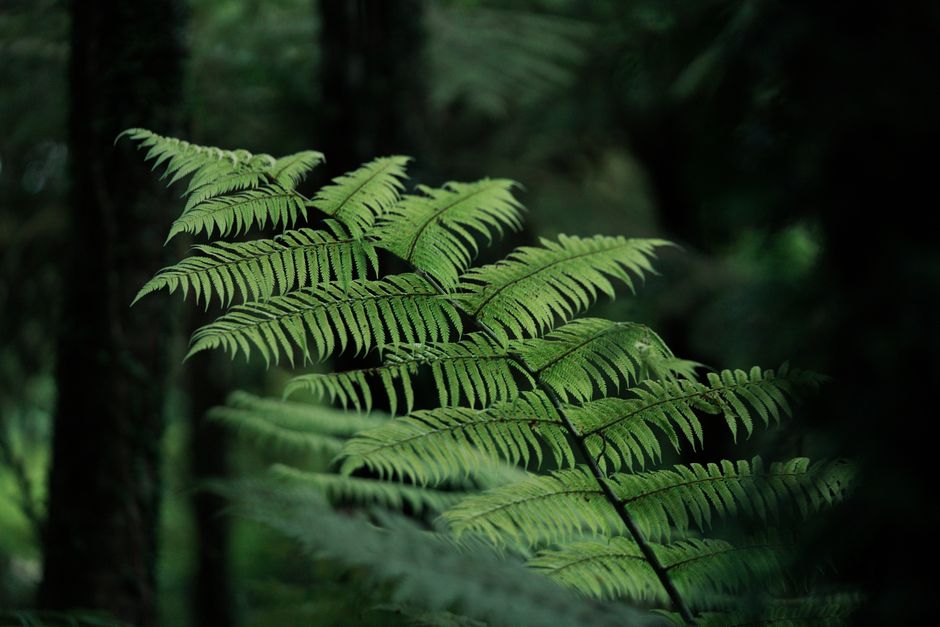12. The Unique Ecosystems of New Zealand's Native Forests 12. The Unique Ecosystems of New Zealand's Native Forests
