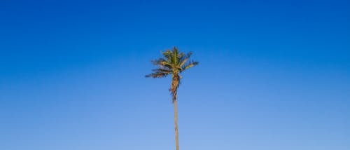 Free stock photo of 21 9, blue sky, tree