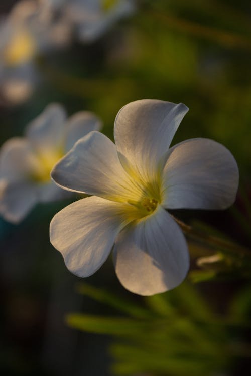 Foto profissional grátis de branco, campo, flor