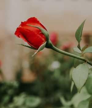 Image by Yasemin Gunes