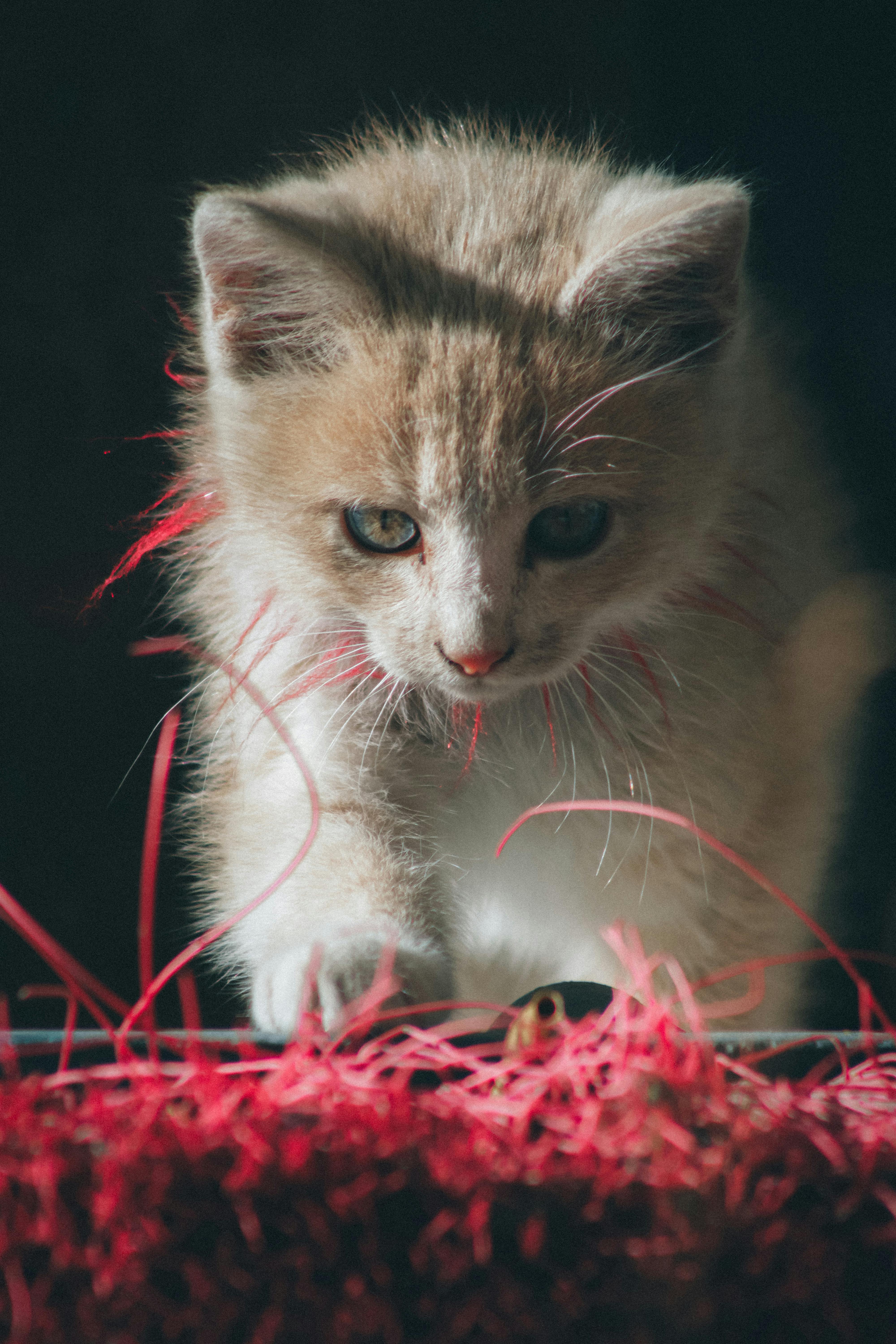 Do Restaurants In Sanibel Have Specific Pet-friendly Menus?