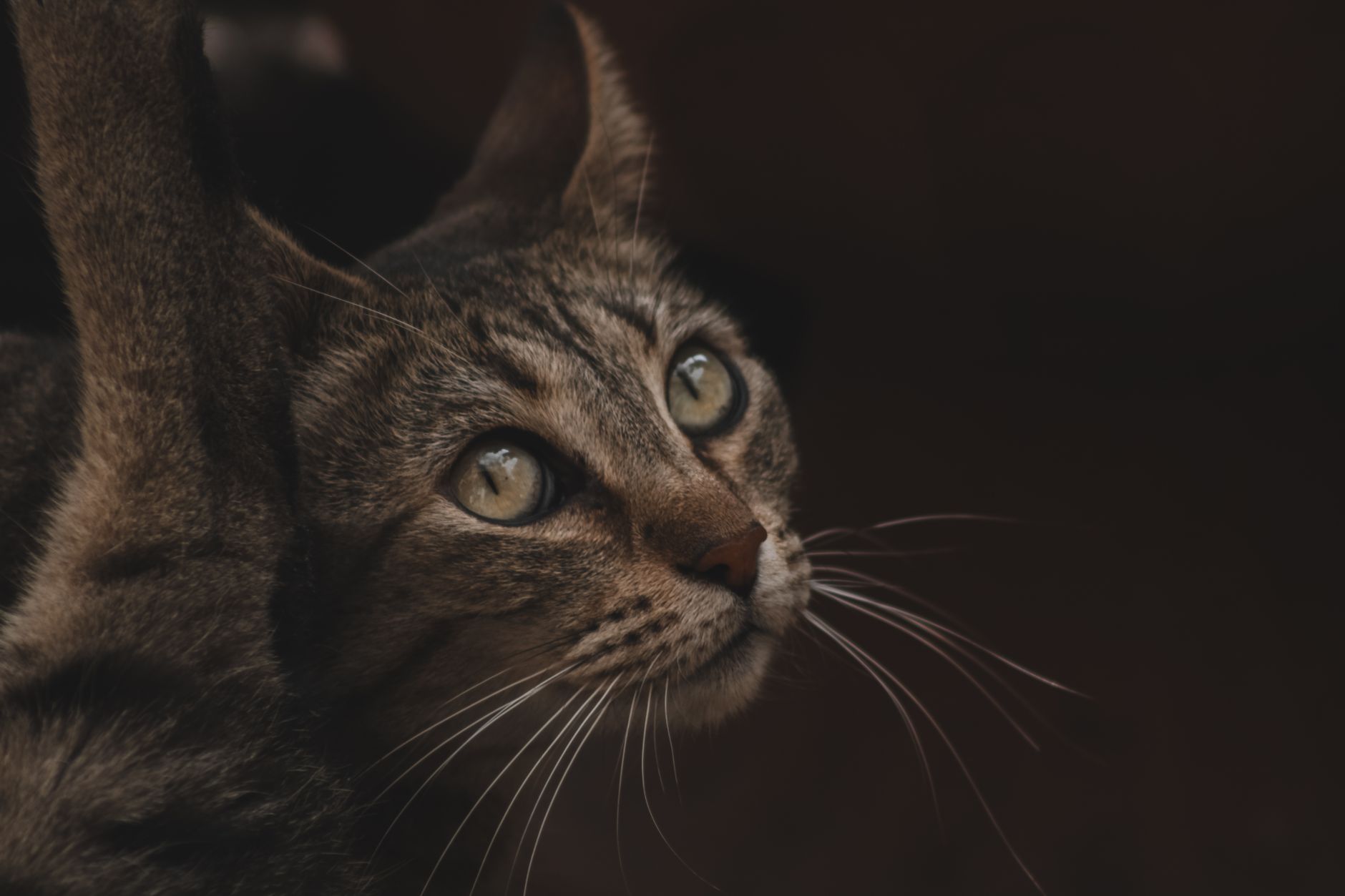 Veterinarian examining a cat during a checkup
