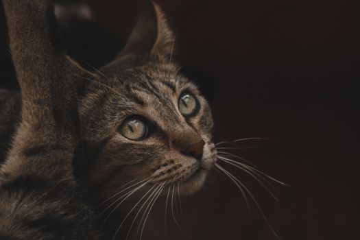 Cat Whisker Sensitivity