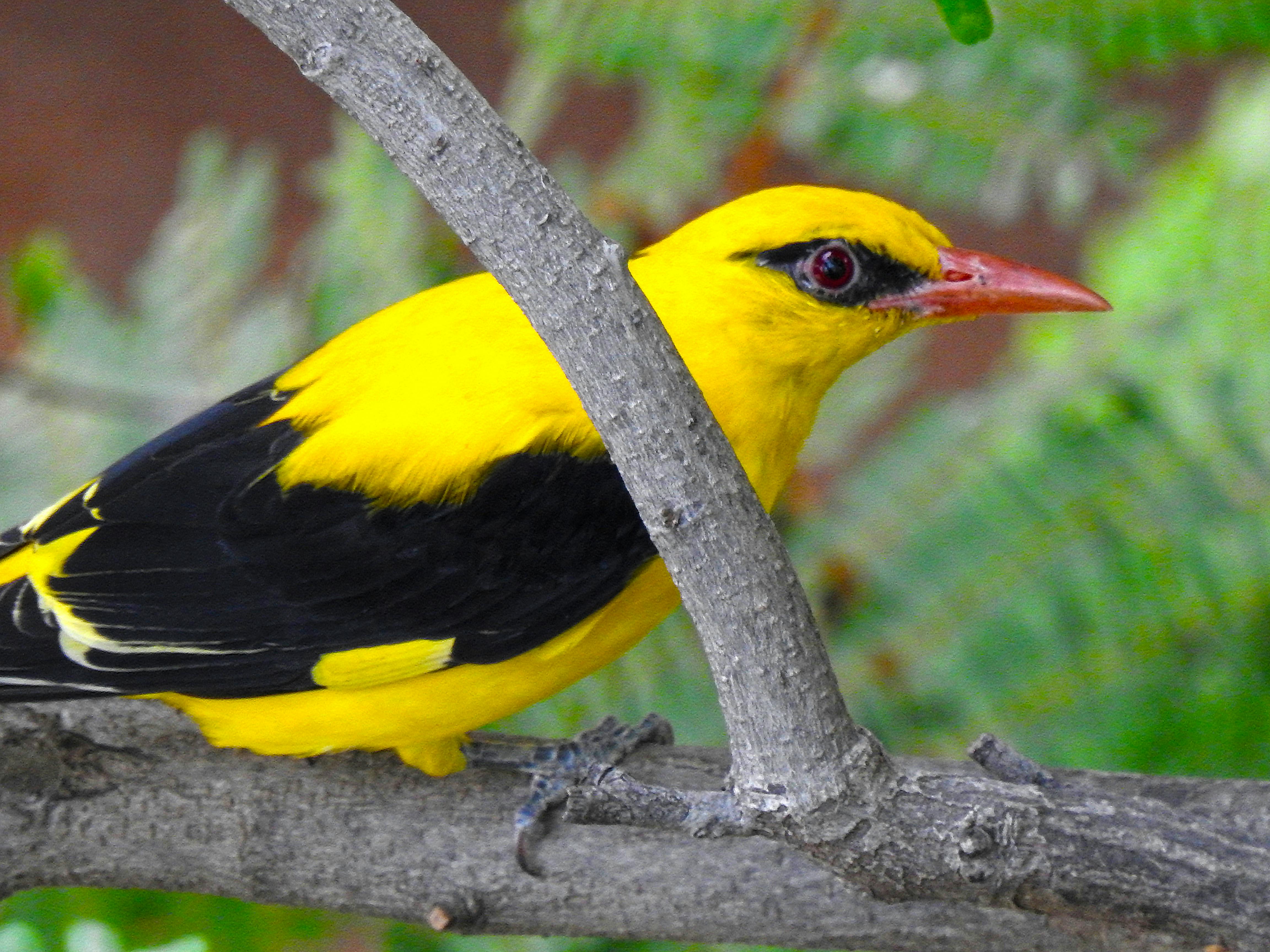 Free stock photo of branch, hyderabad, Indian Golden Oriole