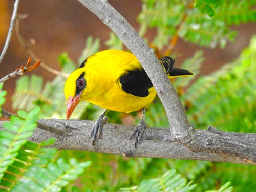 Free stock photo of branch, hyderabad, indian golden oriole