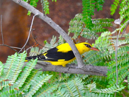 Free stock photo of branch, hyderabad, indian golden oriole