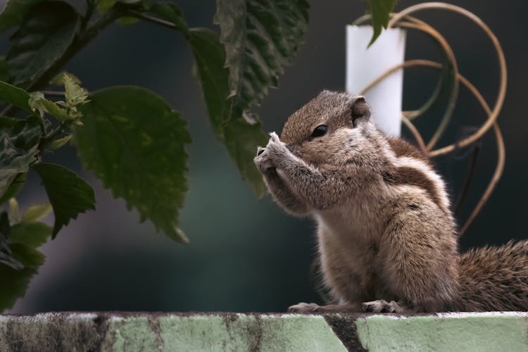 Squirrel On Railing