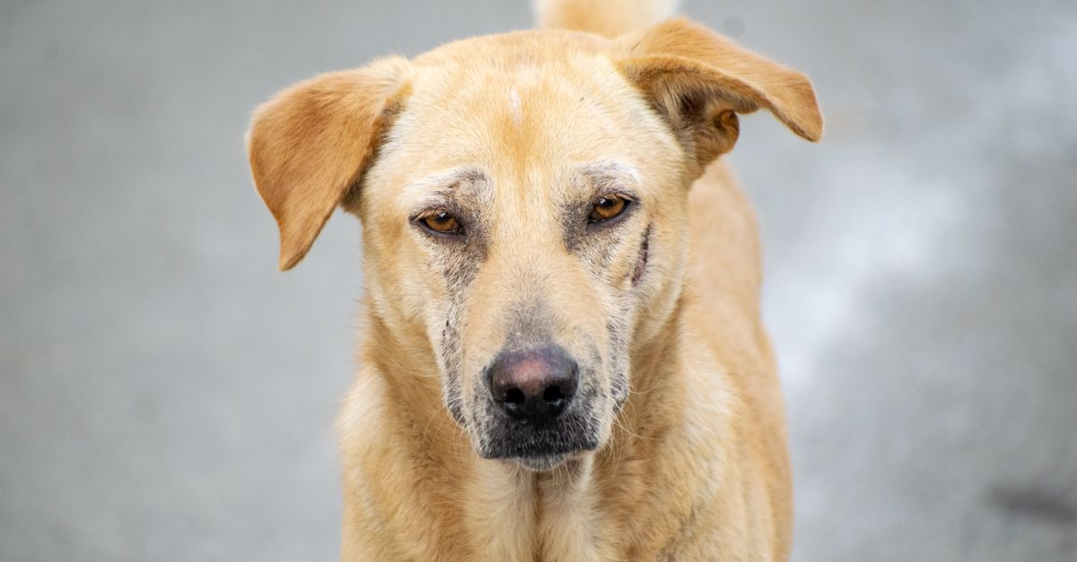 Animal Rescue in Goa: Panaji and Coastal Villages Unite for Strays and Wildlife