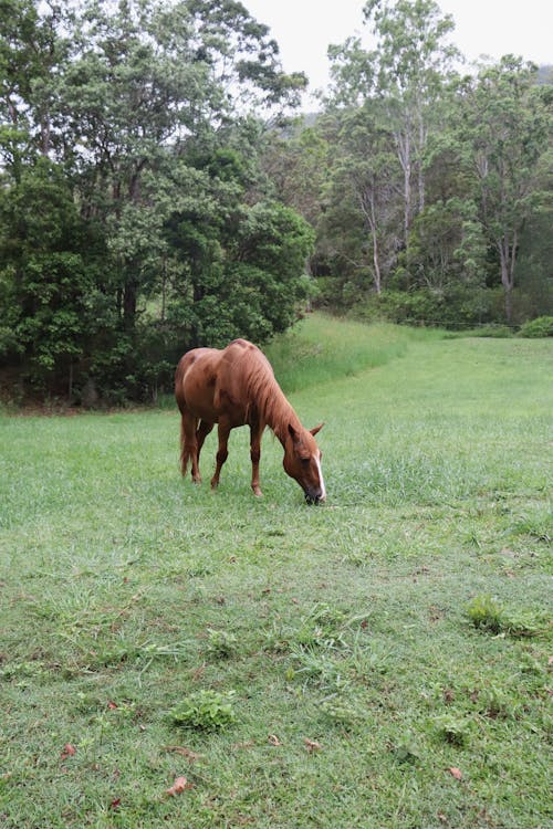 吃草, 垂直拍攝, 牧場 的 免費圖庫相片