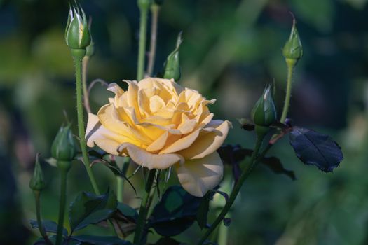 Eine gelbe Rosenblüte mit Tautropfen